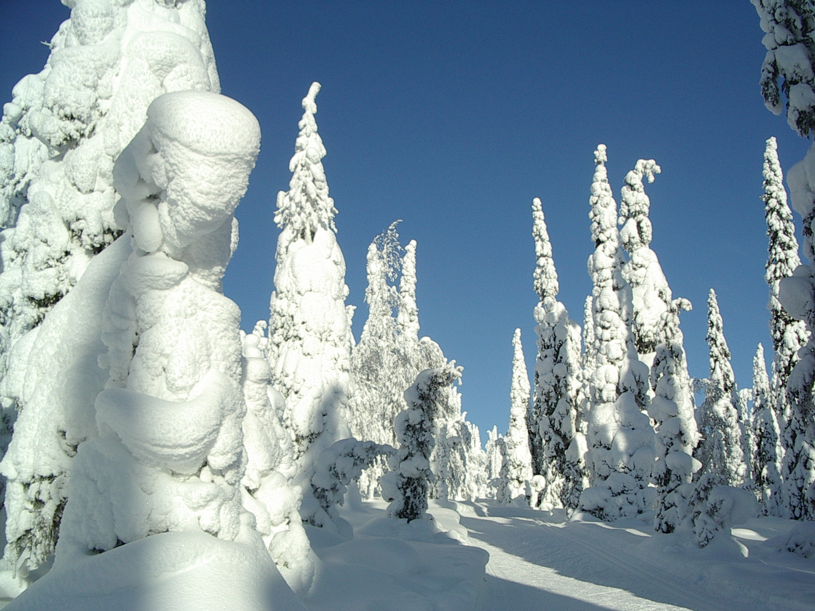 Snow-covered_fir_trees.jpg