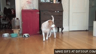 3fz30h6.gif