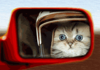kitten-riding-a-motorcycle_2717.gif