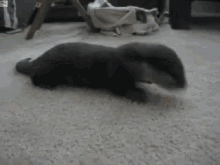 feisty-playing-with-stuff-toy.gif
