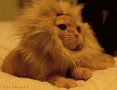 Lazy-Lion-Cat.gif