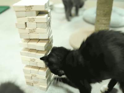 ani_jenga-cat.gif