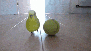 186c3058720e3e82713cae607f8a022e.gif
