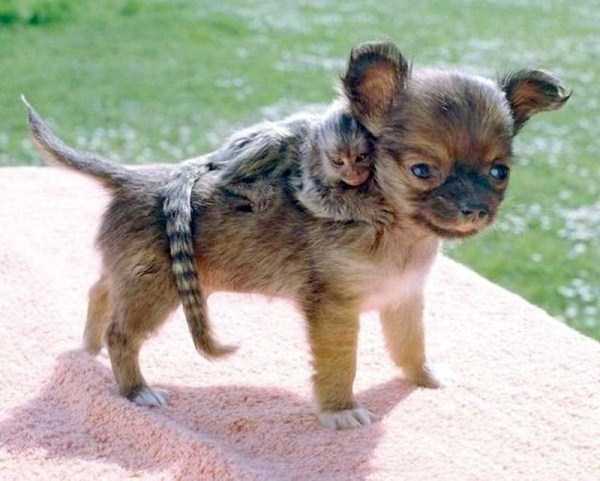 funny-cute-animals-27.jpg