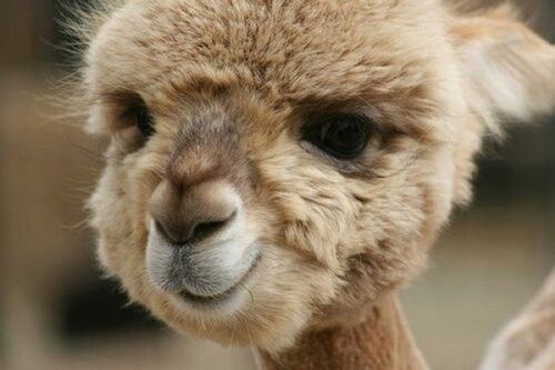 bb19cf6219753b0f49bf4d044243811c--baby-camel-baby-llama.jpg