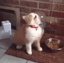 gotta-sneeze