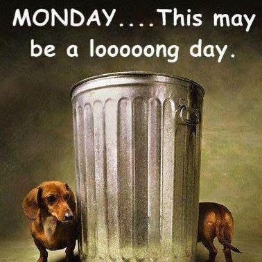 monday+dachshund.jpg