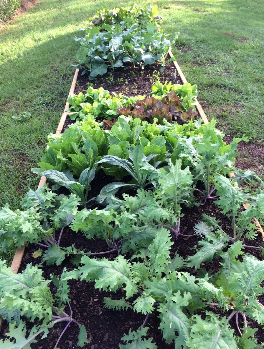 solid-waste-garden-2.jpg
