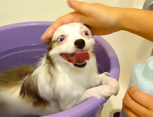 e7ee2b95a14d864f373db5b555ee9158.gif