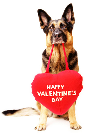 dog-with-valentines-day-heart.jpg