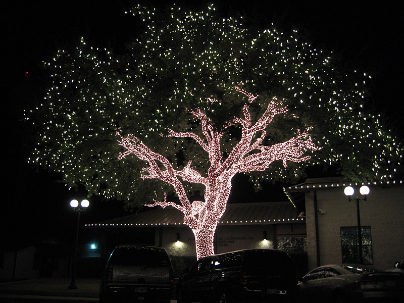 trees7.jpg