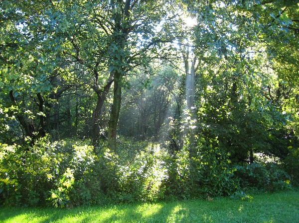 Sun%20through%20trees.jpg