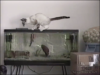 one-cat-that-never-wanted-fish-again