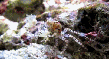 woo-go-team-circalittoral-zone