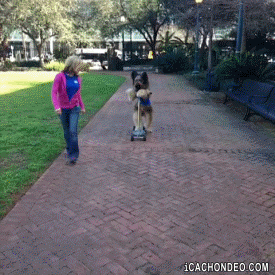 giphy.gif