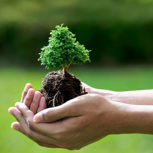 bonsai-tree-care-500x500.jpg