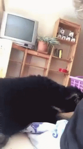 6d93f38f580be3e138ae5b291158dc7f.gif