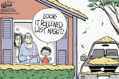 pollened-last-night.jpg