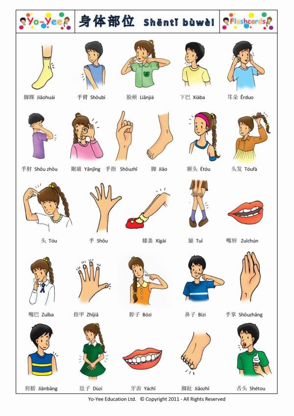 body-parts.jpg