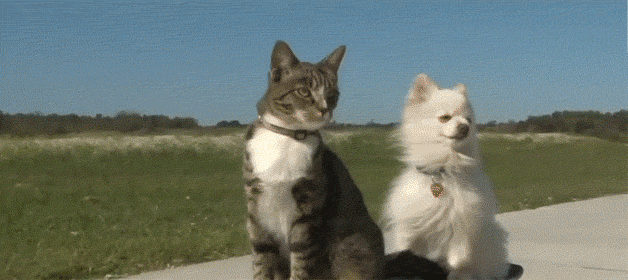 VPJ.gif