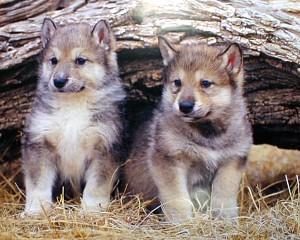 r_gray_wolf_pups.jpg