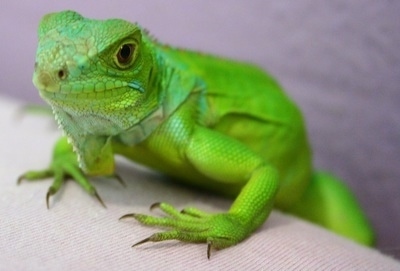 IguanaKalangoGreenIguana2.jpg