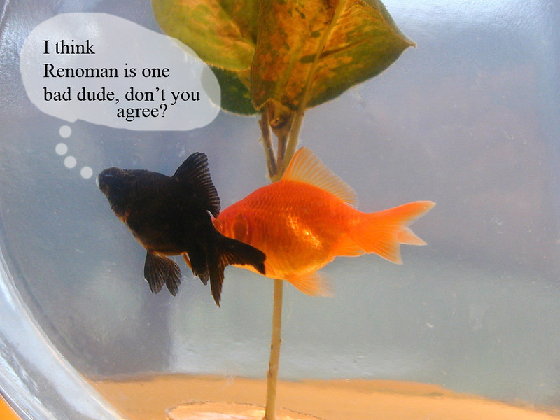 gold%20fish%202-L.jpg