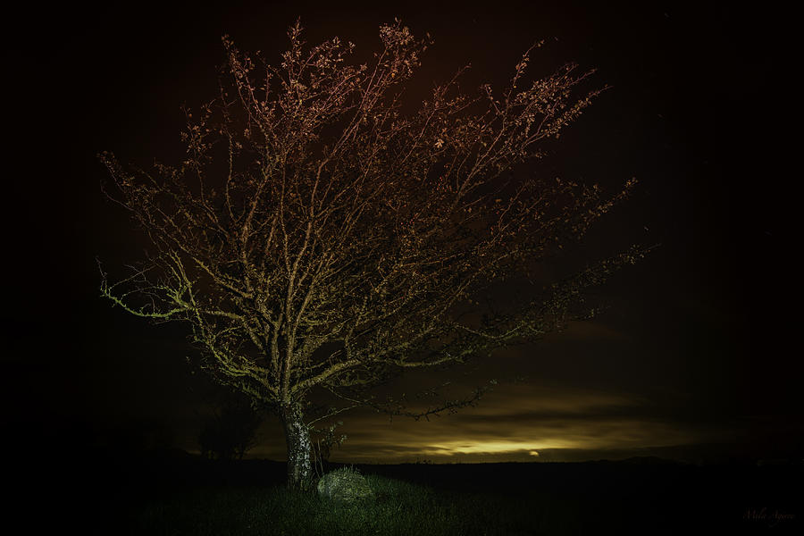 the-magic-tree-mila-agirre.jpg