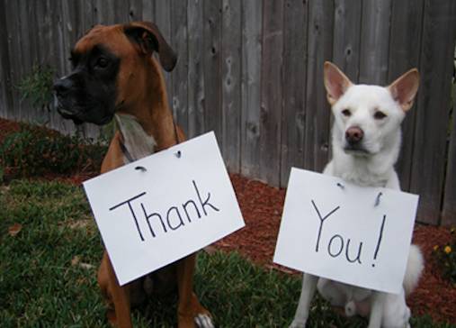 thank-you-dogs.jpg