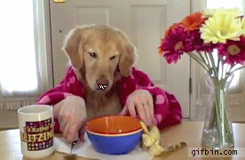 1285930793_dog-has-breakfast.gif