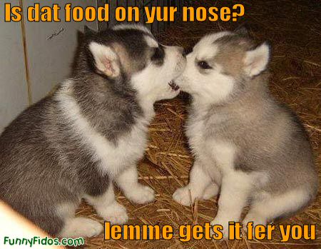 funny-dog-is-dat-food-on-yur-nose.jpg