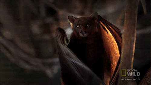 24b865c95be483dd48f320d305957048.gif