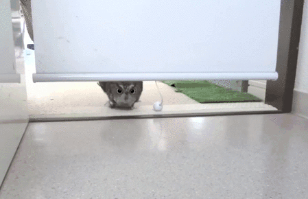 3q404pI.gif