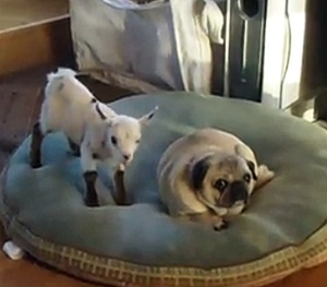 goat-vs-pug.jpg