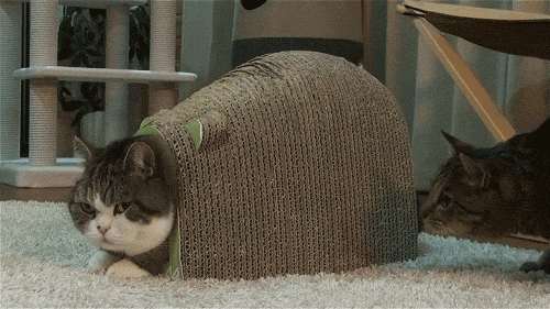 funny-cats-gifs-how-dare-you