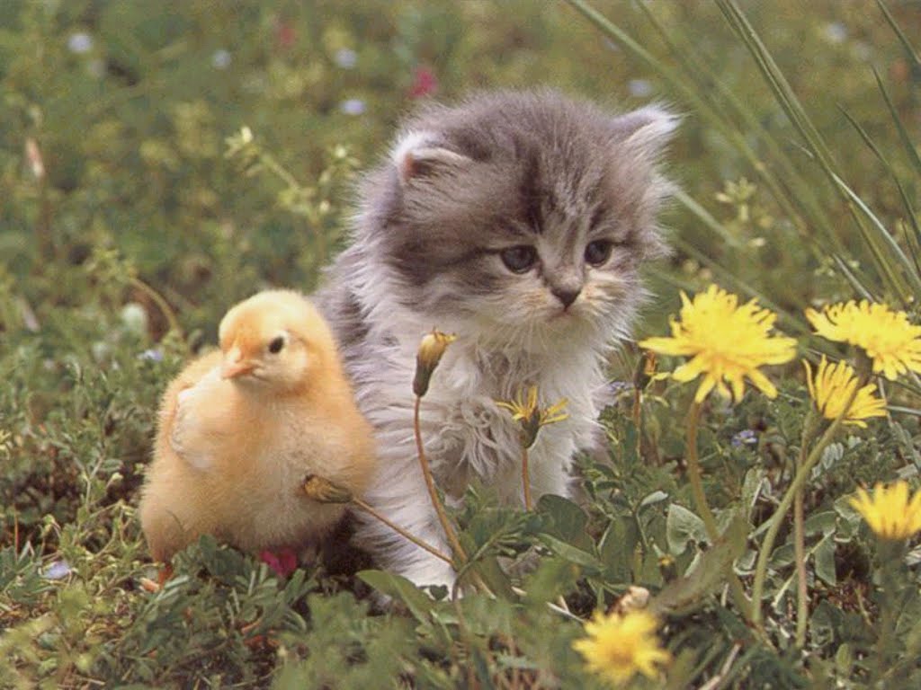 cat.jpg