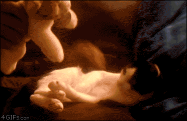 ani_cat-takes-toy-cat.gif