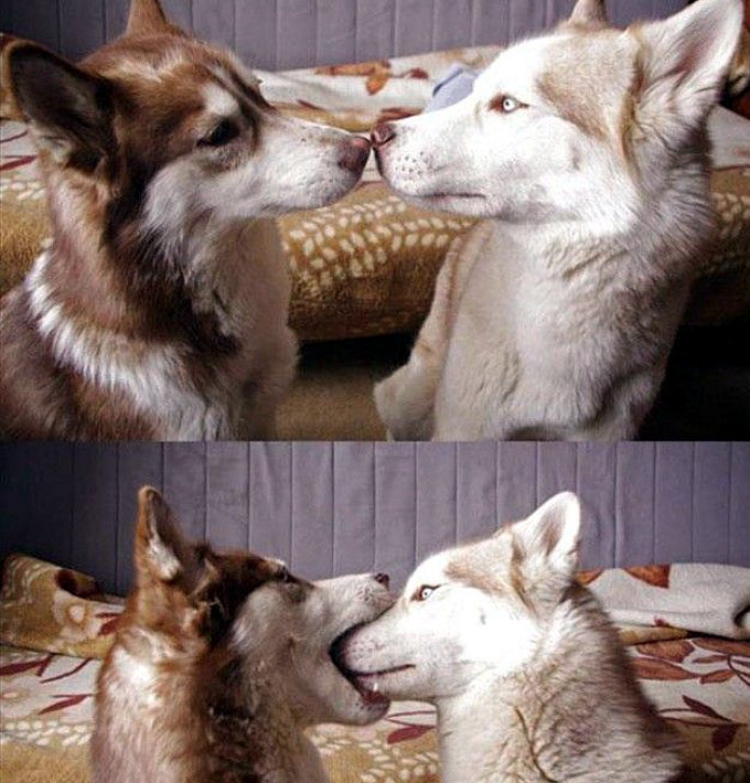 dog-mouths-dog.jpg