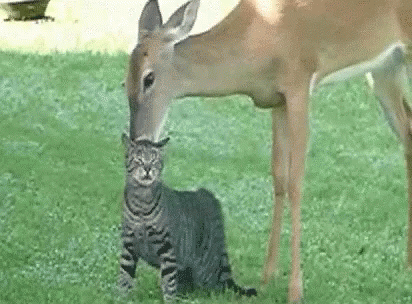 7bcda9c51462b073dcaa8e6e9dc784a4.gif
