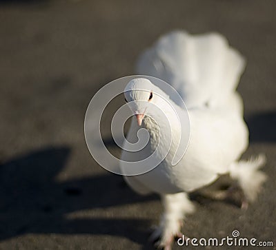 running-white-dove-thumb941251.jpg