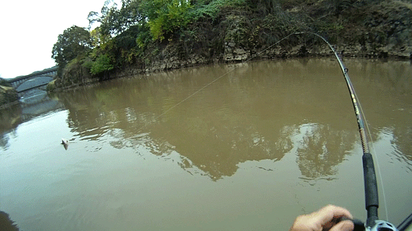 JumpingSturgeon10-24-14.gif