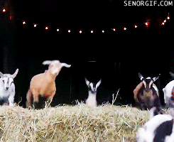 goat-thrashes-hard