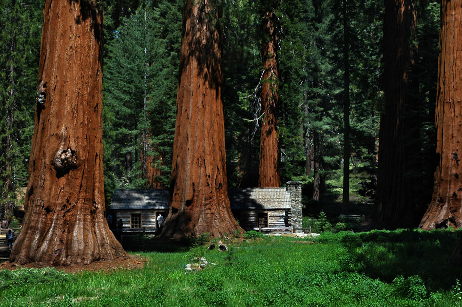 Giant_Redwoods.jpg