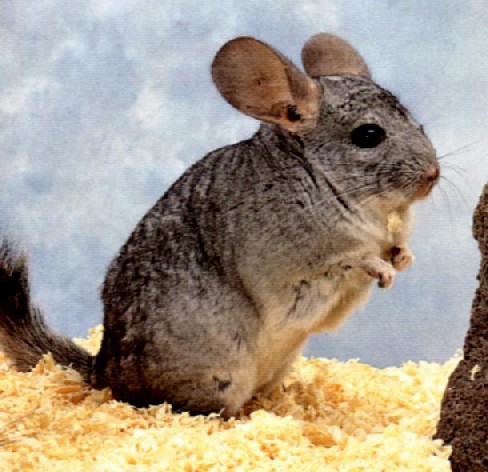 chinchilla.jpg