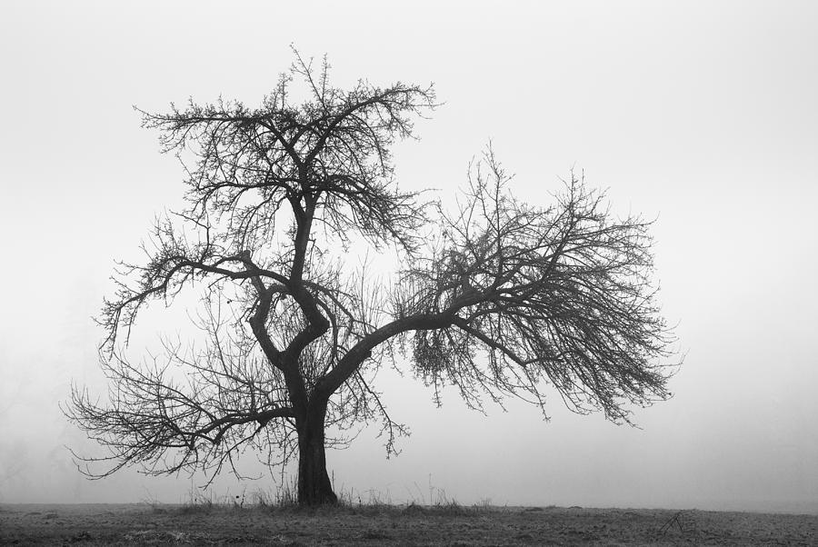 apple-tree-in-the-fog-milan-baloun.jpg