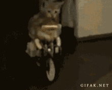 cat-bike.gif