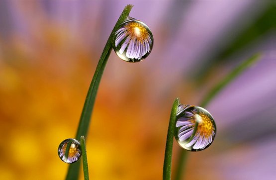 Dewdrop-Reflection.jpg