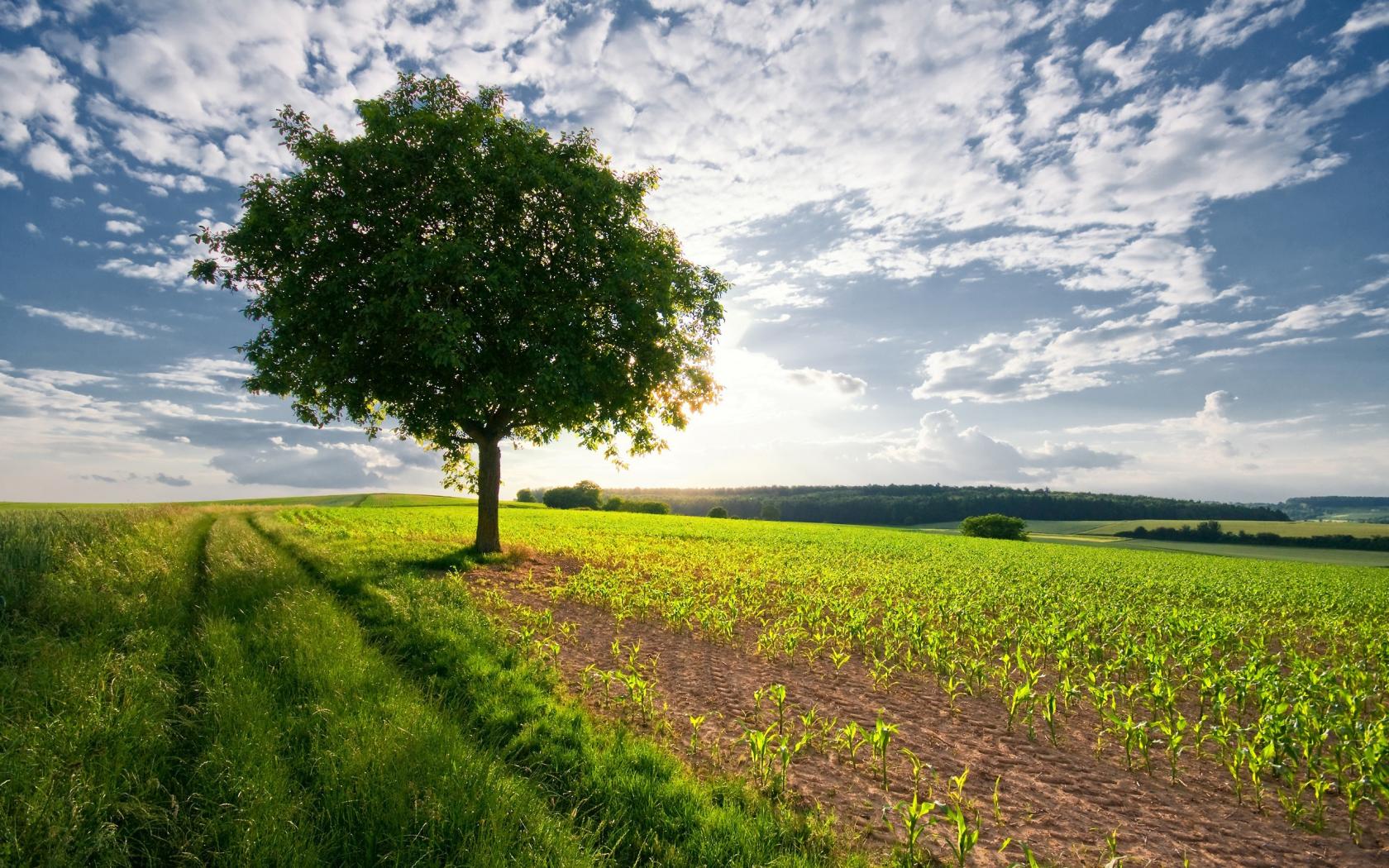 landscape-tree-nature-sky-wallpaper.jpg