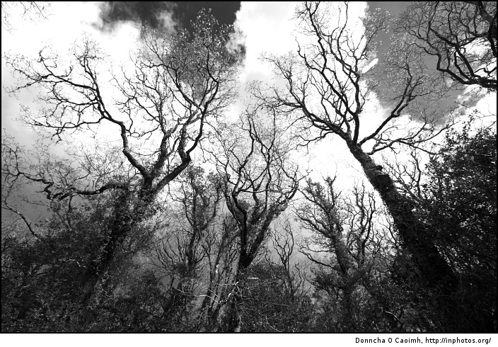 haunted-trees.jpg