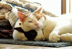 7aafcd1cf61331f6d7aaa5febbfe9057.gif